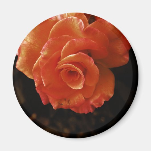 Lebendige Orangefarbene Rosenfotografie Magnet (Vorne)