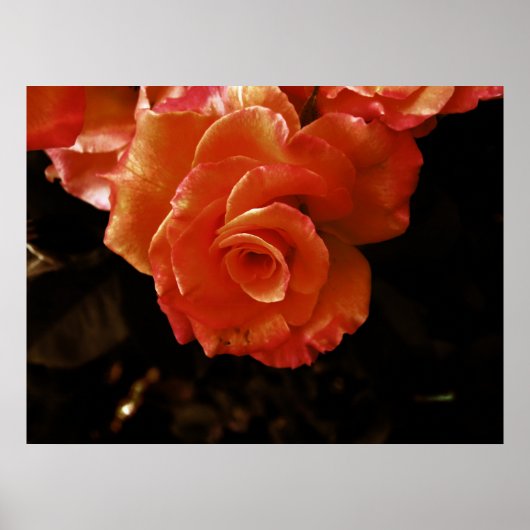 Lebendige Orangefarbene Rosenfotografie Poster (Vorne)