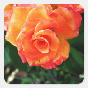Lebendige Orangefarbene Rosenfotografie Quadratischer Aufkleber