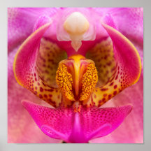 Lebendige Orchidee