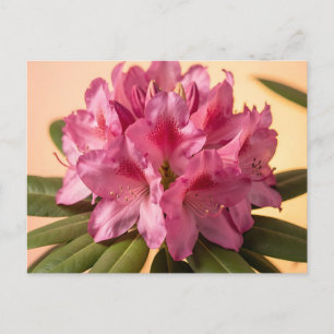 Lebendige Pink Rhododendron-Blüte Postkarte