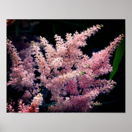 Lebendige rosa Blume Nah Poster (Vorne)