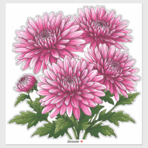 Lebendige rosa Chrysanthemen blühen Aufkleber