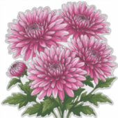 Lebendige rosa Chrysanthemen blühen Aufkleber (Vorderseite)