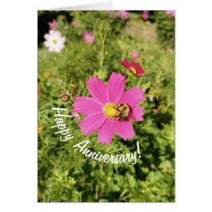 Lebendige rosa Cosmos-Blumen-Jubiläumskarte