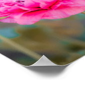 Lebendige rosa mediterrane Mohnblumen Poster (Ecke)