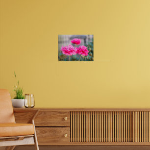 Lebendige rosa mediterrane Mohnblumen Poster