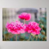 Lebendige rosa mediterrane Mohnblumen Poster (Vorne)