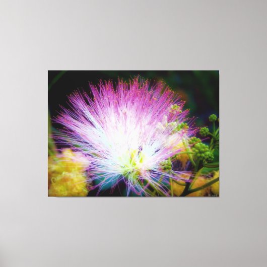 Lebendige rosa Mimosenblüte Leinwanddruck (Vorderseite)