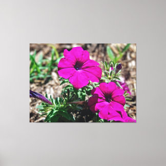 Lebendige rosa Petunien in Blüte Leinwanddruck