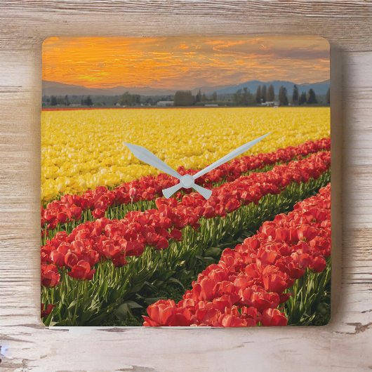 Lebendige Rot- und Goldtulpen im Skagit-Landkreis Quadratische Wanduhr