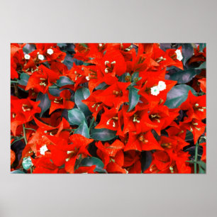 Lebendige rote Bougainvillea-Blüten Poster