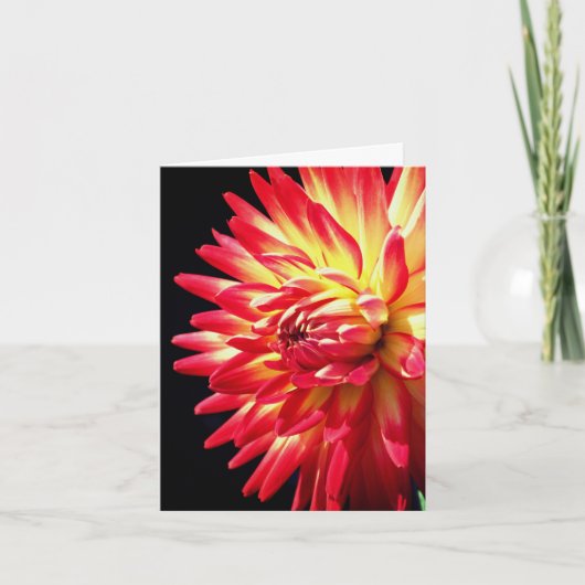 Lebendige rote Dahlien-Blumenfotografie (Vorderseite)