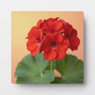 Lebendige rote Geranienblüte Fotoplatte