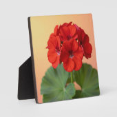 Lebendige rote Geranienblüte Fotoplatte (Vorderseite)