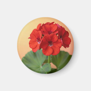 Lebendige rote Geranienblüte Magnet