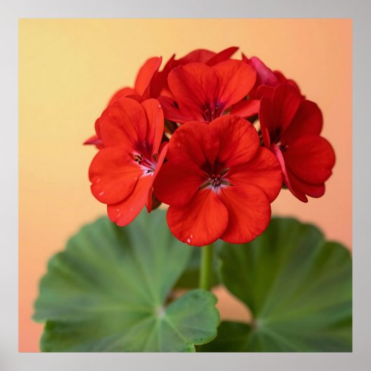 Lebendige rote Geranienblüte Poster (Vorne)