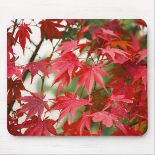Lebendige rote japanische Ahornblätter Nahaufnahme Mousepad