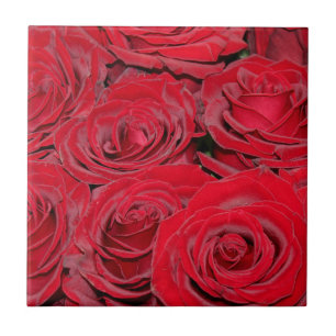 Lebendige rote Rosen  Fliese