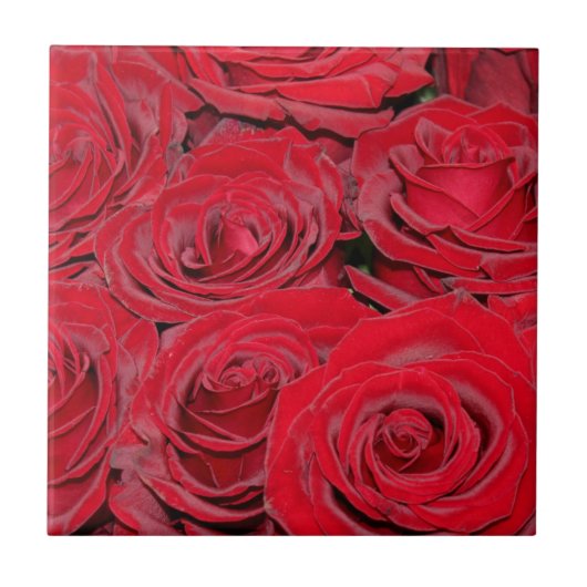 Lebendige rote Rosen  Fliese (Vorderseite)