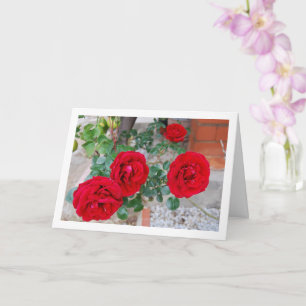 Lebendige rote Rosen Karte
