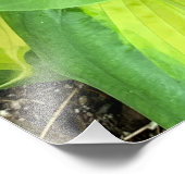 Lebendige und lush Hosta Blätter schließen Fotodruck (Ecke)