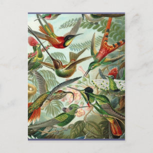 Lebendige Vintage-Kolibris-Kunst exotisch tropisch Postkarte