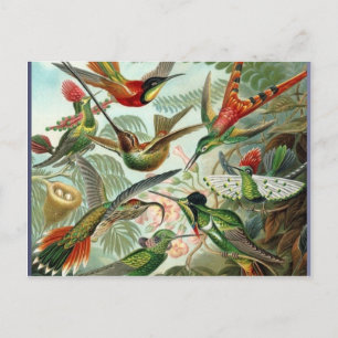 Lebendige Vintage-Kolibris-Kunst exotisch tropisch Postkarte