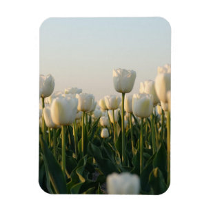 Lebendige weiße und rote Tulpen-Garten-Foto-Magnet Magnet