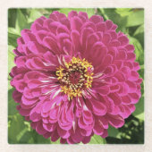 Lebendige Zinnienblumen-Foto Glasuntersetzer (Vorderseite)