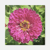 Lebendige Zinnienblumen-Foto Magnet (Vorne)