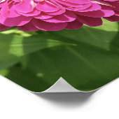 Lebendige Zinnienblumen-Foto Poster (Ecke)