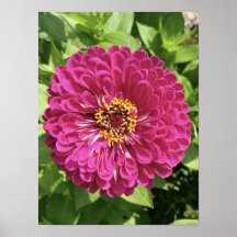Lebendige Zinnienblumen-Foto
