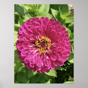Lebendige Zinnienblumen-Foto Poster