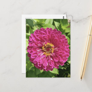 Lebendige Zinnienblumen-Foto Postkarte
