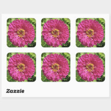Lebendige Zinnienblumen-Foto