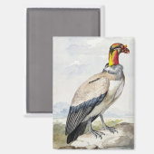 Lebendiger exotischer Königsgeier-Wandschmuck Magnet (Vorderseite/Rückseite)
