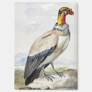 Lebendiger exotischer Königsgeier-Wandschmuck Magnet