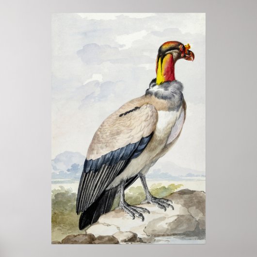 Lebendiger exotischer Königsgeier-Wandschmuck Poster (Vorne)