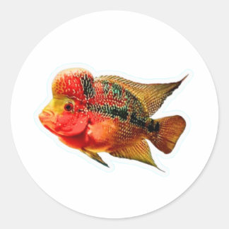 Lebendiger Flowerhorn-Buntbarsch-Aufkleber, exotis Runder Aufkleber