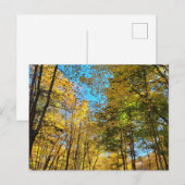 Lebendiger Herbstwald mit Bäumen Postkarte (Vorne/Hinten)