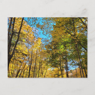 Lebendiger Herbstwald mit Bäumen Postkarte