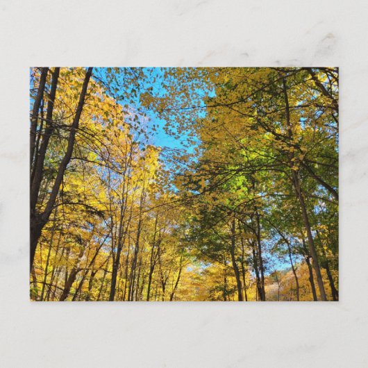 Lebendiger Herbstwald mit Bäumen Postkarte (Vorderseite)