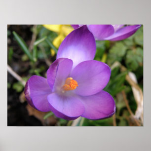 Lebendiger Krokusdruck Poster