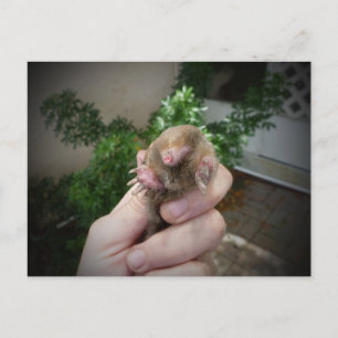 Lebendiger Maulwurf in der Hand Lächeln.jpg Postkarte