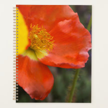 Lebendiger Oranger Mohn Blumenplaner – Makro-Blume