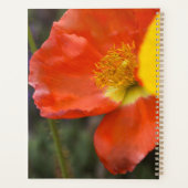 Lebendiger Oranger Mohn Blumenplaner – Makro-Blume Planer (Rückseite)