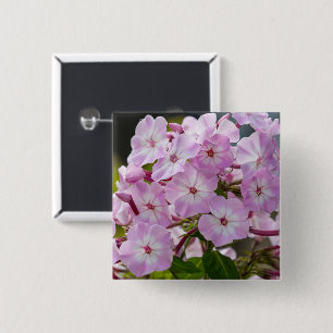 Lebendiger Rosa Phlox Botanisch Button