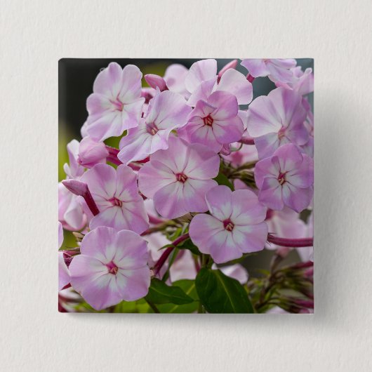 Lebendiger Rosa Phlox Botanisch Button (Vorderseite)