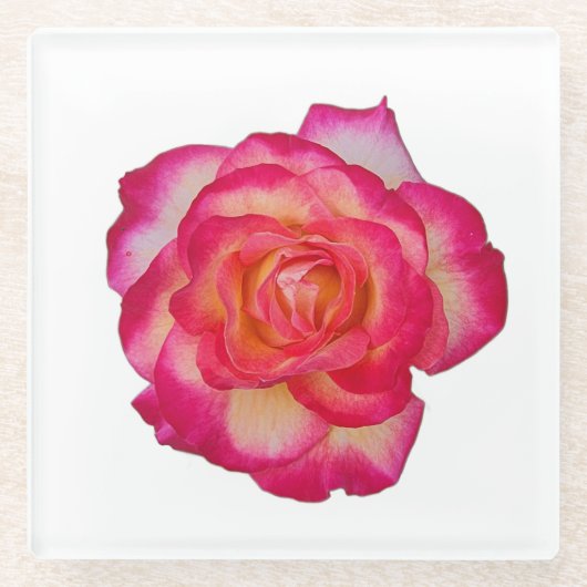 Lebendiger Rosa Rosenuntersetzer Glasuntersetzer (Vorderseite)